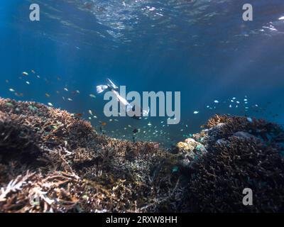 Une femme snorkeleuse plongeant vers le bas pour regarder un récif de corail peu profond avec des poissons tout autour et des rayons lumineux qui brillent à travers la surface de l'eau Banque D'Images