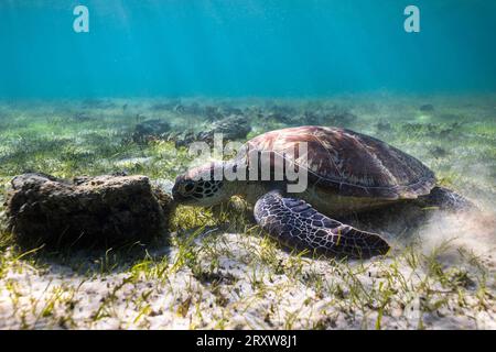 Une tortue verte sous-marine paissant sur le lit d'herbe de mer Banque D'Images