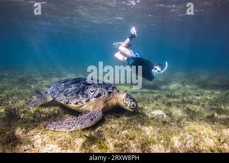 Une grande tortue verte de mer sous l'eau paissant sur le lit d'herbe de mer avec un snorkeler plongeant vers le bas pour le regarder Banque D'Images