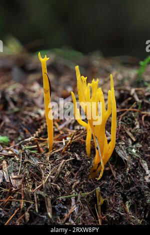 Champignon jaune Stagshorn (Calocera viscosa), Teesdale, comté de Durham, Royaume-Uni Banque D'Images