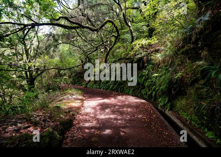 Vue panoramique des branches surplombant une Levada, un canal d'eau typique, et le sentier de randonnée associé, Levada das 25 Fontes, Madère, Portugal Banque D'Images