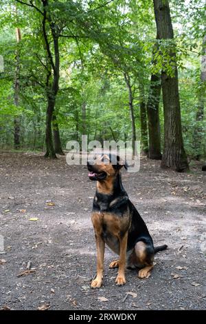 chien assis sur le chemin du parc, mélanger la race dans la forêt Banque D'Images