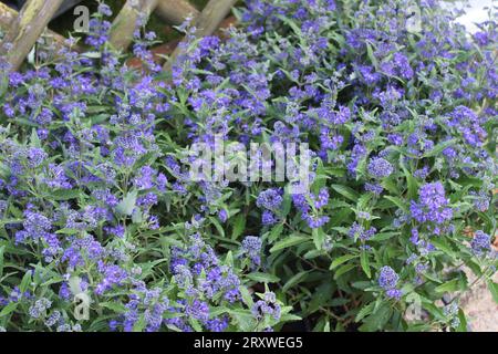 blossoming bluebeard in the garden Stock Photo