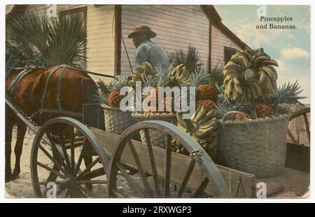 Carte postale d'une photographie teintée en noir et blanc d'un chariot transportant des bananes et des ananas. Le chariot est orienté en diagonale à l'opposé de la visionneuse, l'arrière étant le plus proche de l'appareil photo. Sur le côté droit de l'image se trouve le quartier arrière d'un cheval. Le chariot est conduit par un homme, assis à l'avant. Il tient un fouet en altitude. Derrière le chariot se trouve une maison. Dans le coin supérieur droit est imprimé le texte noir « ananas/and bananas ». Le dos de la carte postale est divisé en deux sections. Sur la moitié gauche du dos se trouve un texte écrit à la main à l'encre noire 'Don't Forget / The place / Bradentown / Fla.' Sur la droite hal Banque D'Images