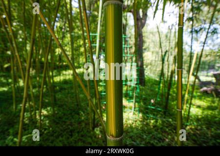 Bambou poussant vigoureusement dans le parc, nord de la Chine Banque D'Images