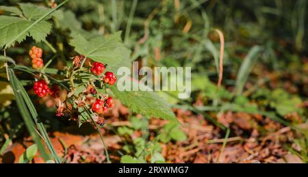 Baies sauvages, gros plan, dons de la nature, restauration de la santé et détente dans la forêt Banque D'Images