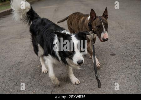 Bull terrier et border collie à l'extérieur. Deux chiens en promenade. Banque D'Images