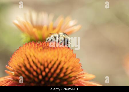 Une abeille sur un conefleur orange. Banque D'Images