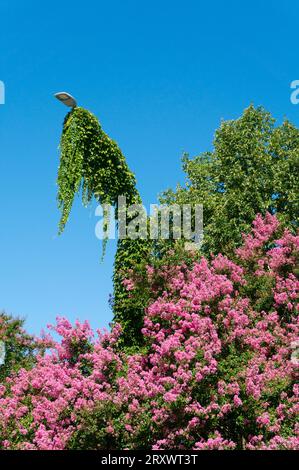 arbre fleuri et végétation grimpante sur lampadaire, Banque D'Images