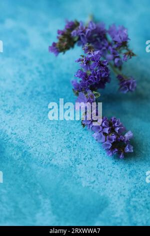 Limonium sinuatum, communément connu sous le nom de lavande de mer à feuilles ondulées, statice, lavande de mer, romarin de marais à feuilles entaillées, fleurs rose de mer sur une aquarelle bleue Banque D'Images