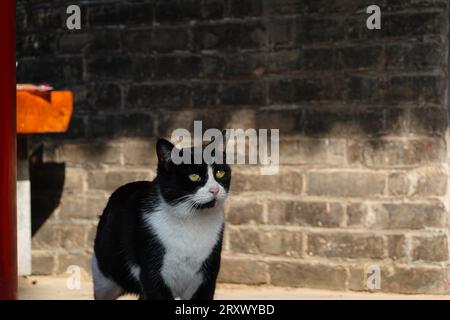 Un chat vache joue dans un bâtiment de style chinois Banque D'Images