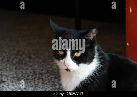 Un chat vache joue dans un bâtiment de style chinois Banque D'Images