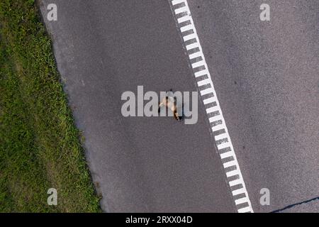 Photographie par drone d'animaux morts sur une voie latérale d'une autoroute et de voitures passant pendant la journée d'été Banque D'Images