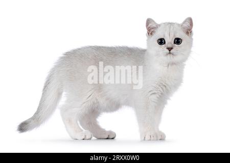 Adorable chaton chat British Shorthair ombragé argenté, debout côtés. Regarder vers la caméra. Isolé sur fond blanc. Banque D'Images