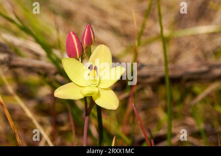 Orchidée vanille, Thelymitra antennifera, également connue sous le nom d'orchidée solaire parfumée au citron et d'orchidée solaire aux oreilles de lapin, une espèce de fleurs sauvages australienne indigène. Banque D'Images