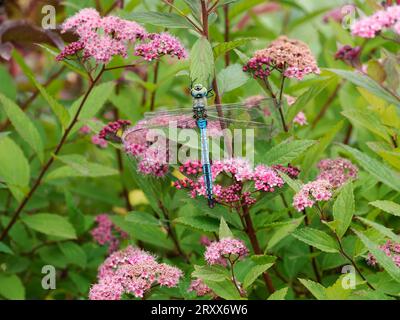 Mâle Empereur Dragonfly (Anax imperator) reposant sur une plante de Spiraea dans le jardin, Herefordshire, Angleterre, juin Banque D'Images