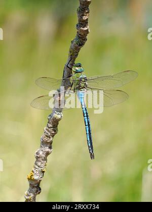 Mâle Emperor Dragonfly (Anax imperator) perché sur la brindille, Herefordshire, Angleterre, juin Banque D'Images