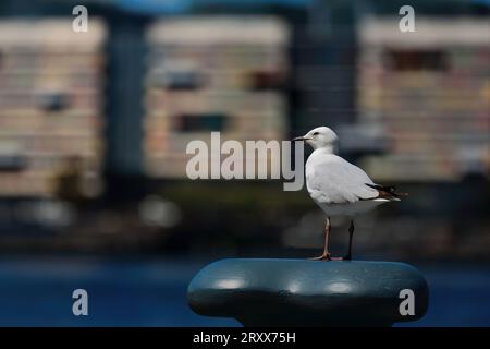 964 Mouette argentée juvénile perchée sur une borne d'amarrage de Newquay Marina, arrière-plan de Victoria Harbour Promenade. Melbourne-Australie. Banque D'Images