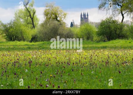 Snakeshead fritillaries Fritillaria meleagris fleurissant parmi une richesse d'autres fleurs et herbes printanières à Cricklade North Meadow Wiltsh Banque D'Images