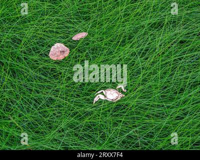 Tapis dense de Red Fétuque Festuca rubra sous-espèce littoralis sur le marais salé près de l'estuaire de la Severn Gloucestershire avec des coquilles de crabe prédatées par les oiseaux Banque D'Images