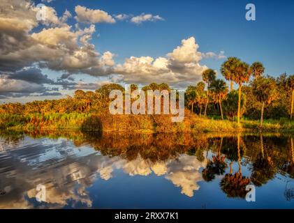 En fin d'après-midi, illuminez le rivage du lac supérieur Myakka dans le parc d'État de Myakka River à Sarasota Floride États-Unis Banque D'Images