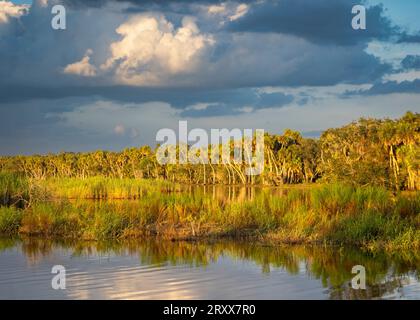 En fin d'après-midi, illuminez le rivage du lac supérieur Myakka dans le parc d'État de Myakka River à Sarasota Floride États-Unis Banque D'Images