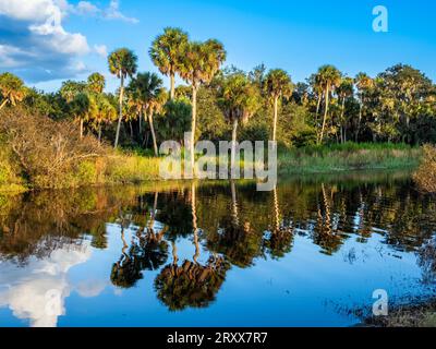 En fin d'après-midi, illuminez le rivage du lac supérieur Myakka dans le parc d'État de Myakka River à Sarasota Floride États-Unis Banque D'Images