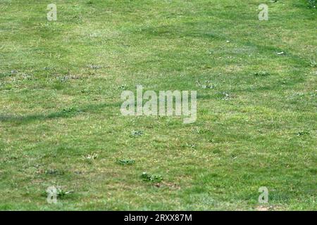 Maladie de l'anneau fongique sur une pelouse d'herbe ornementale montrant l'anneau circulaire caractéristique produit à mesure que le champignon se développe. Banque D'Images