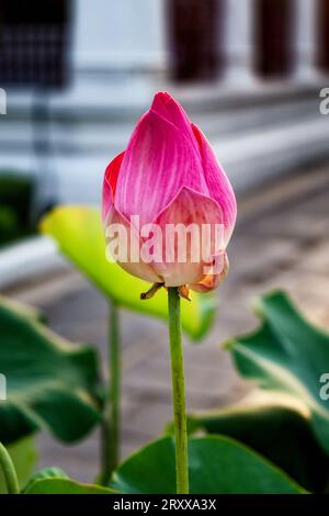 Une photo en gros plan d'un bourgeon de lotus rose. Non ouverts et encore à fleurir, les pétales de lotus sont rose pâle avec des rayures plus foncées. Lumière du jour et éclairage naturel Banque D'Images