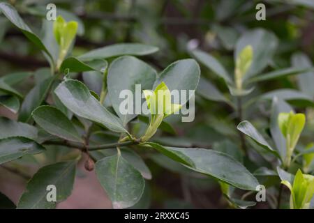 euonymus japonicus ou japonais euonymus vert arbuste fond au printemps, jeunes feuilles fraîches foyer sélectif Banque D'Images