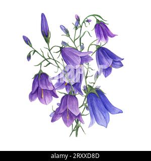 Bouquet de délicates cloches lilas bleues. Fleurs sauvages de campanule, harebells. Illustration à l'aquarelle de plantes de prairie. Pour invitation de mariage, anniversaire ca Banque D'Images