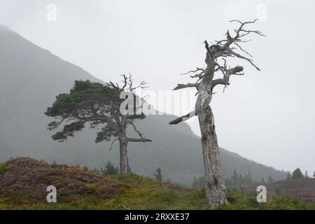 PIN mort, Pinus Sylvestri, Bois noir de Rannoch, vestige d'une ancienne forêt calédonienne, Loch Rannoch Scottish Highlands. Banque D'Images