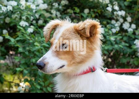 Chien blanc moelleux sur fond de fleurs gros plan Banque D'Images