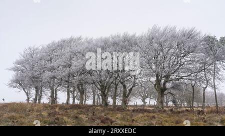 Conditions glaciales à Pole Cottage au sommet du long Mynd, Church Stretton, Shropshire, Royaume-Uni Banque D'Images