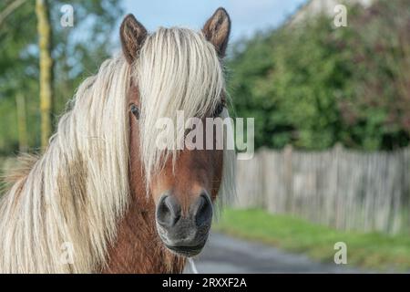 Icelandic Horse stallion Banque D'Images