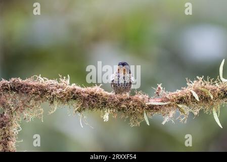 Tanager à gorge rufeuse (Tangara rufigurla) perché sur une branche en Équateur Banque D'Images