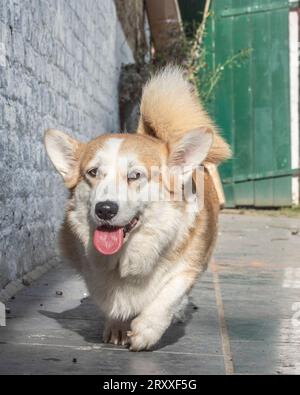 Chien de Pembroke Corgi Banque D'Images