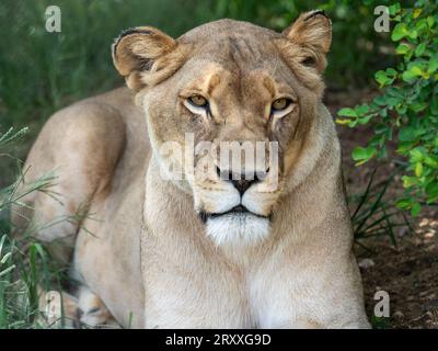 Lionne en Afrique du Sud, reposant à l'ombre d'un arbre Banque D'Images