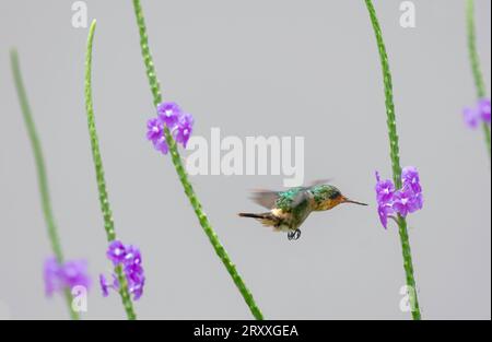 Coquette touffetée, Lophornis ornatus, fleurs violettes pollinisantes avec fond gris Banque D'Images