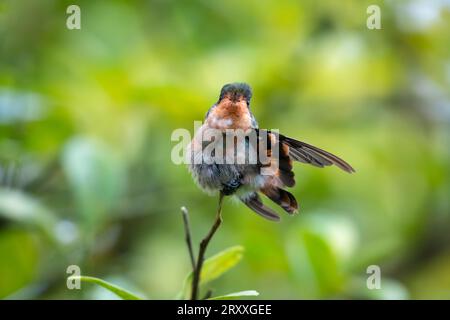 Petit coquette touffetée, Lophornis ornatus, étirant ses plumes et ses ailes en regardant la caméra Banque D'Images