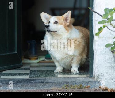 Chien de Pembroke Corgi Banque D'Images