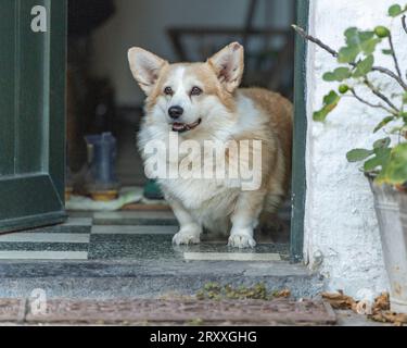 Chien de Pembroke Corgi Banque D'Images