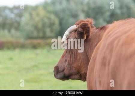 Vache rouge belge Banque D'Images