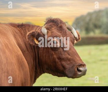 Vache rouge belge Banque D'Images