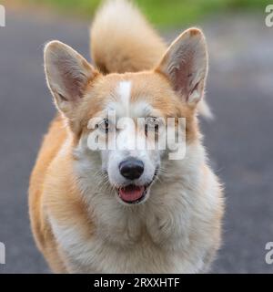 Pembroke Corgi Banque D'Images