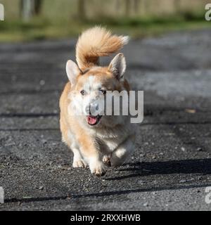 corgi pembroke trottait vers la caméra Banque D'Images