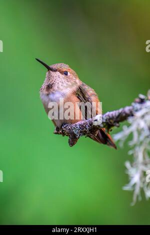 Un petit colibri roufous mâle (Selasphorus rufus) perché à l'extrémité d'une branche couverte de lichens Banque D'Images