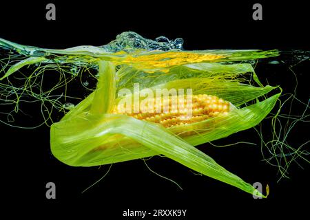 Gros plan d'un épi de maïs partiellement décortiqué alors qu'il plonge dans l'eau avec des éclaboussures sur fond noir. Banque D'Images