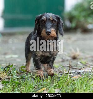 Chien teckel miniature à poil de rousset Banque D'Images