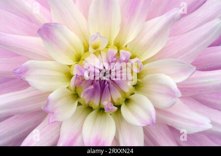 Le dahlia (Dahlia hybrida) Banque D'Images